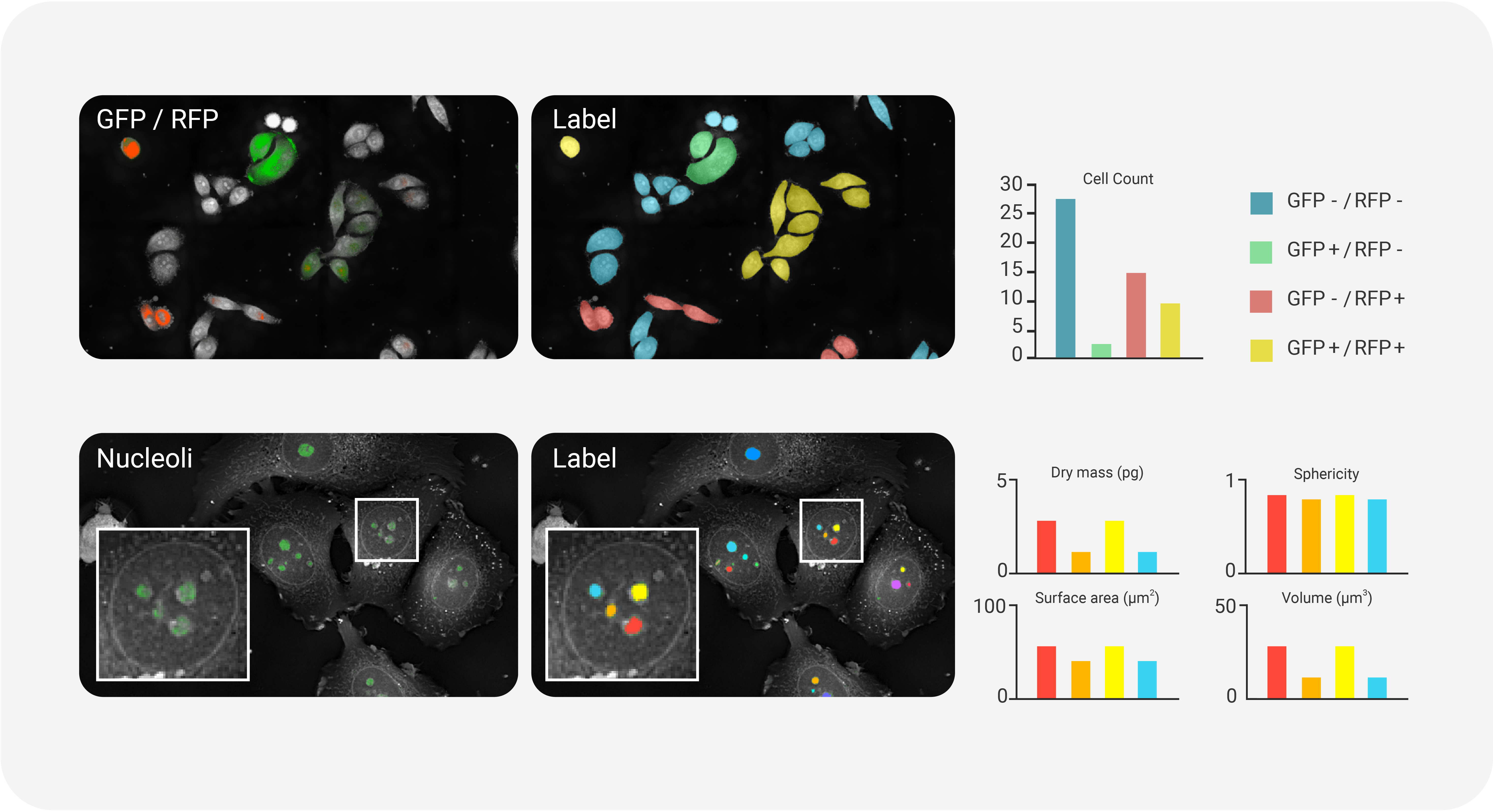 03. Fluorescence-Assisted Cell Counting and Quantification.png