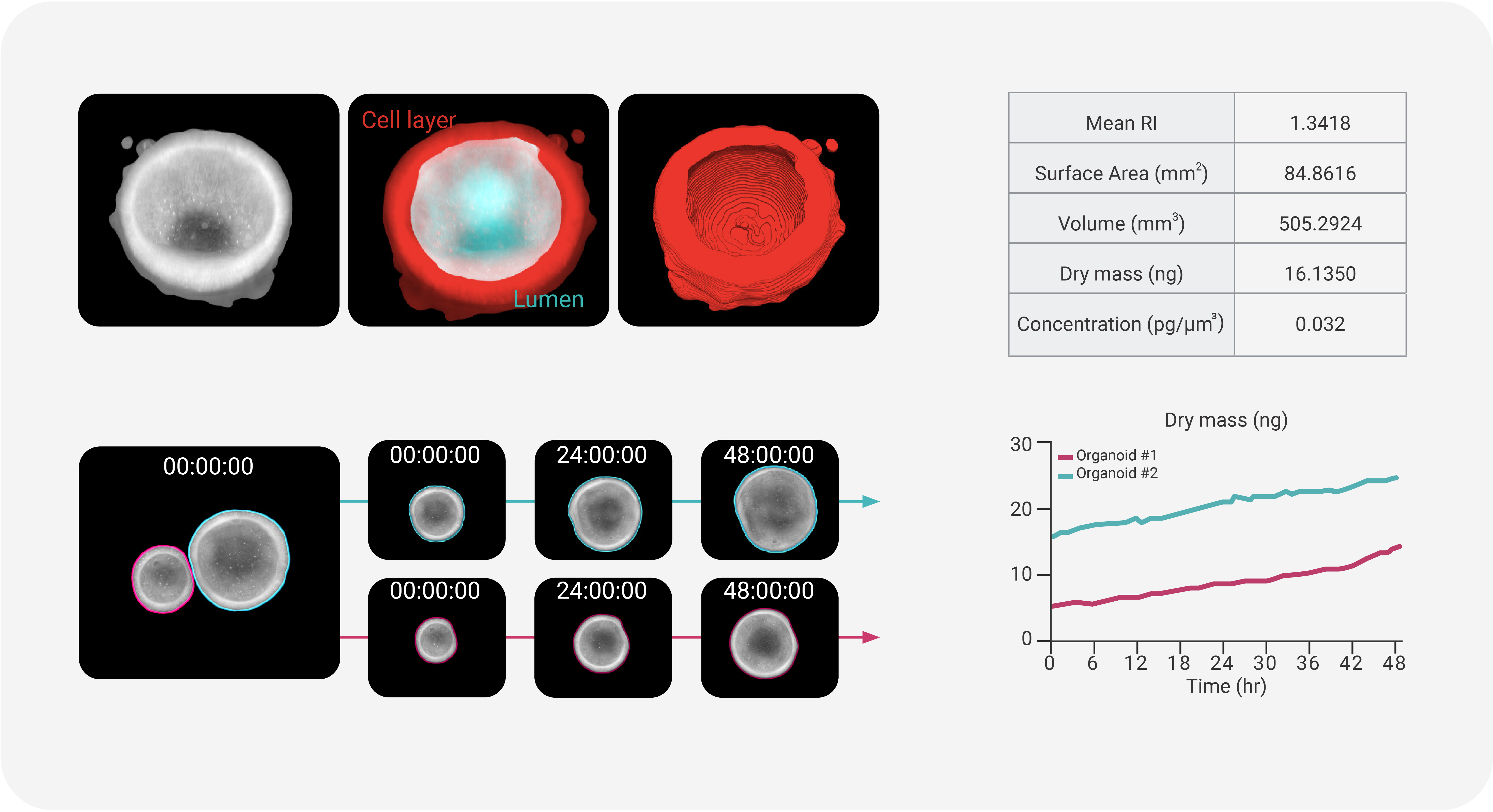 04. Organoid Growth.png