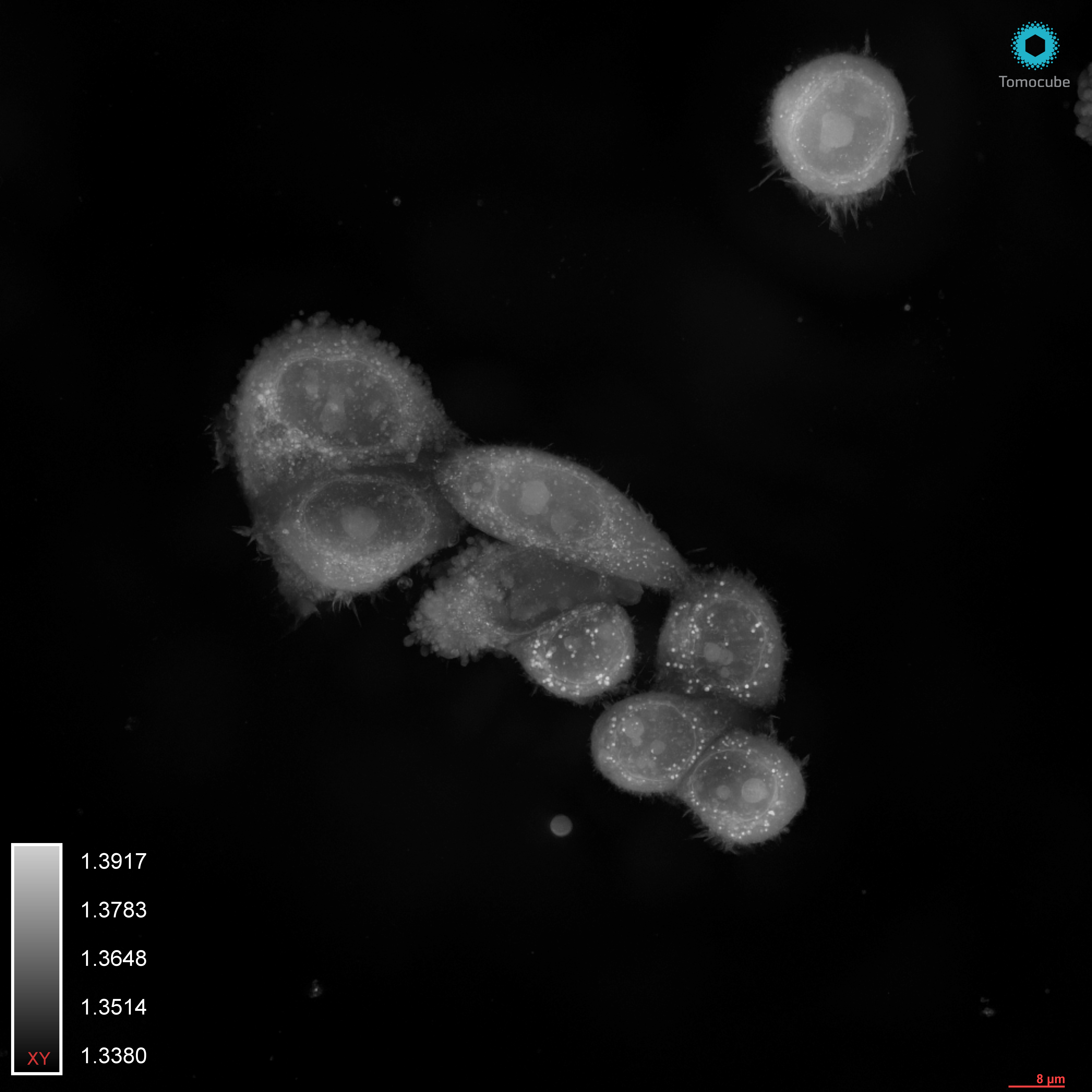 {HT-X1_Breast cell_MDAMB468_01.png}