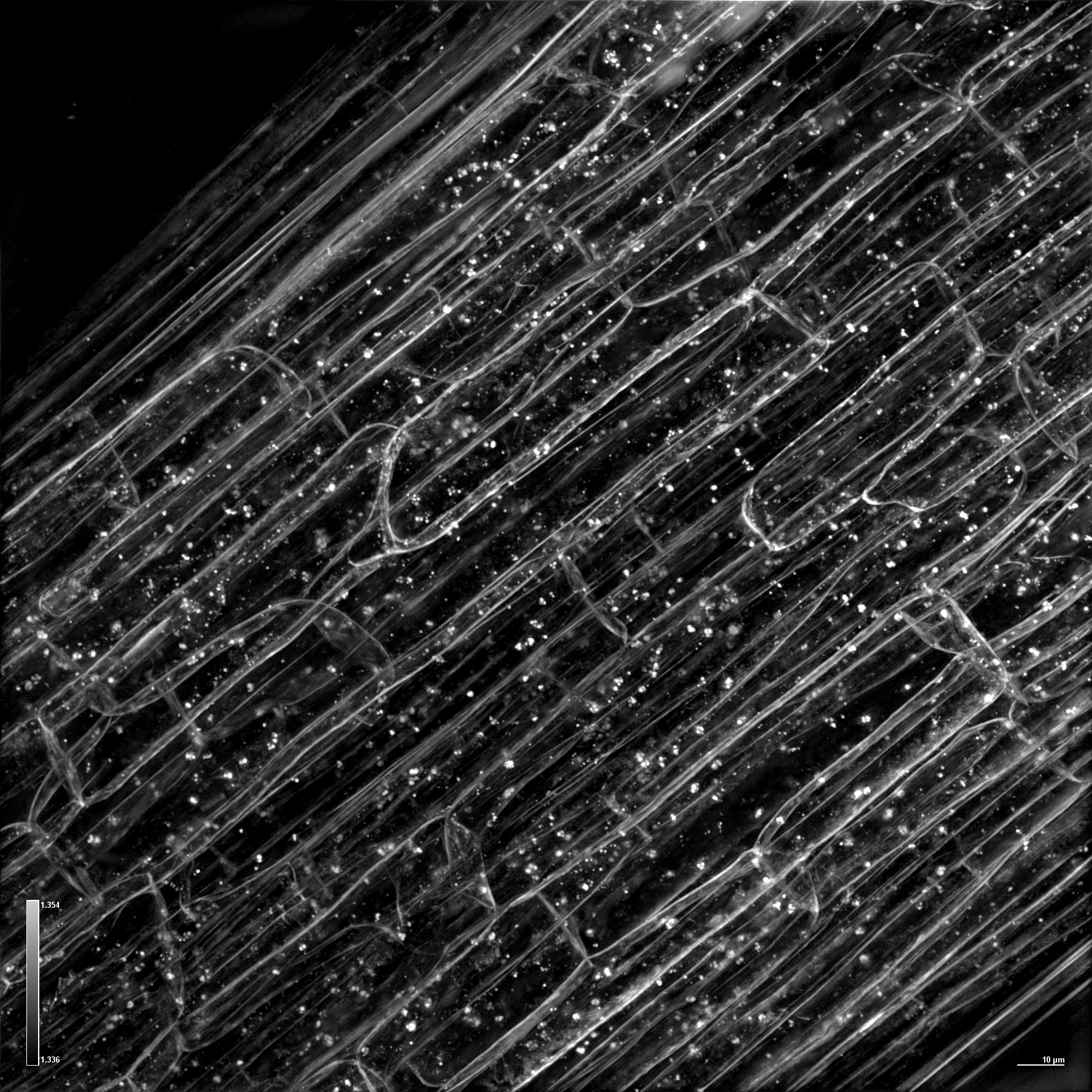 {HT-X1 Plus_Legume node_snap, MIP_zoom in.png}