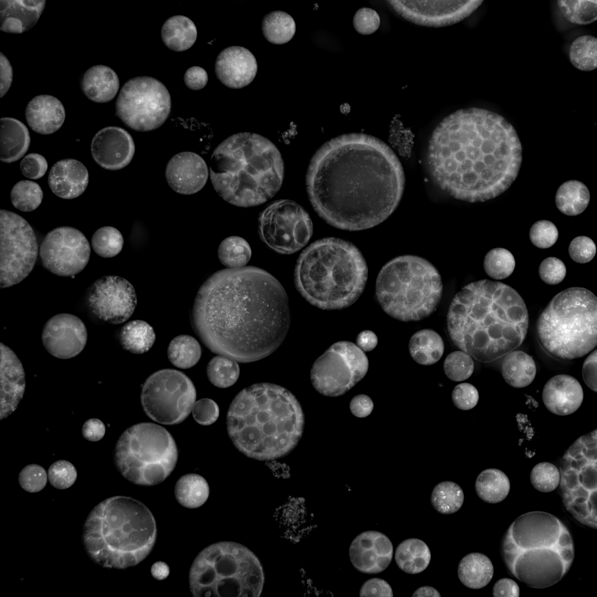 {Protist_Abeoforma whisleri.png}
