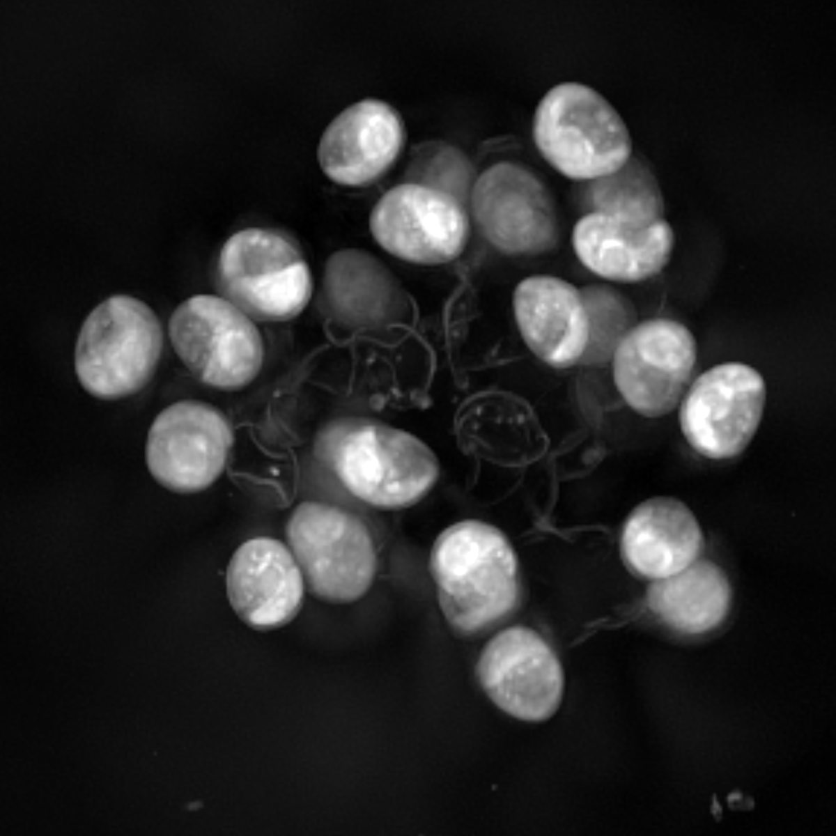 {HT-X1 Plus_Cyanidiaceae_thumbnail.png}