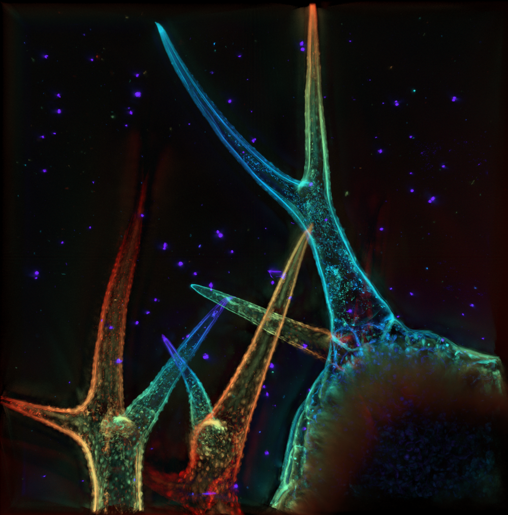 {Arabidopsis trichome.png}