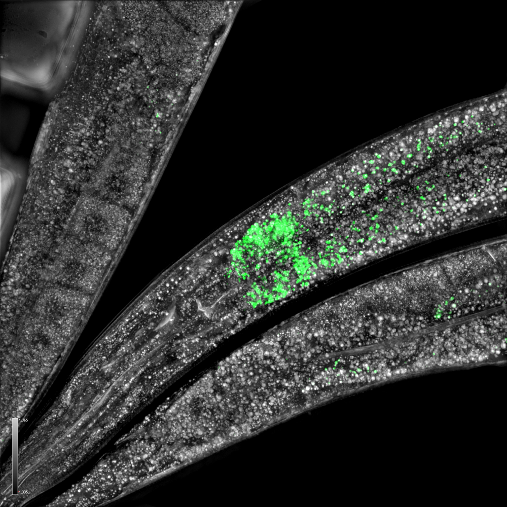 {c. elegans.png}