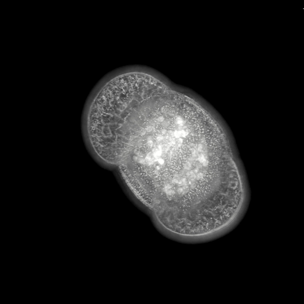 {pine pollen.png}