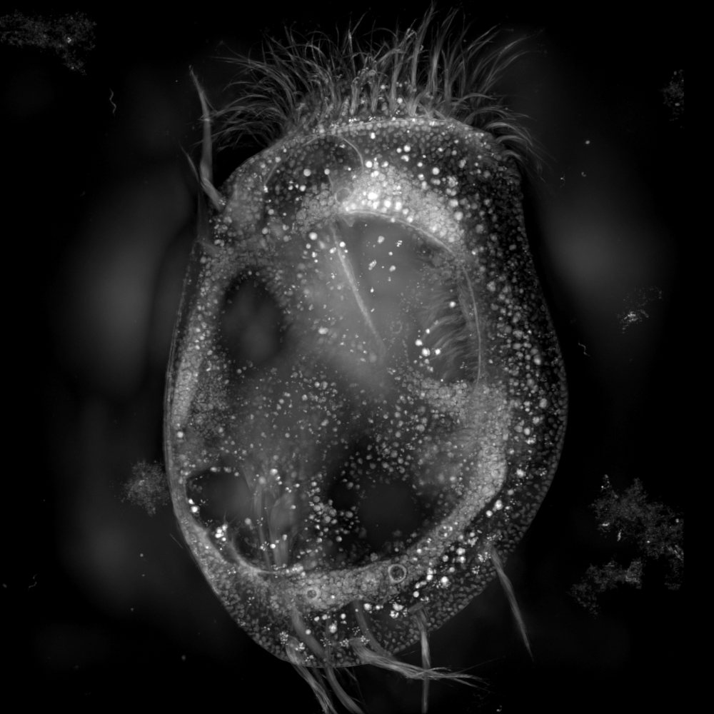 {Euplote.png}