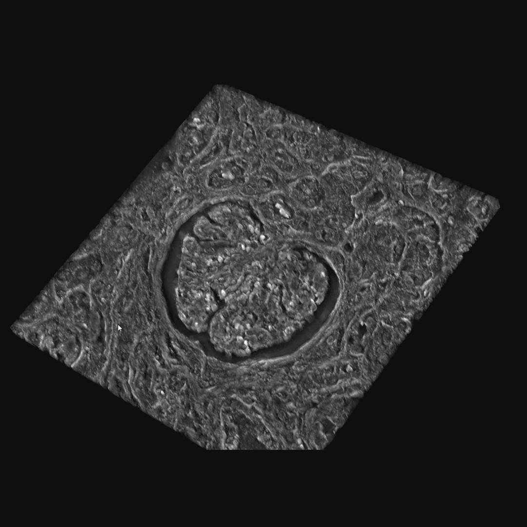 Cell biology